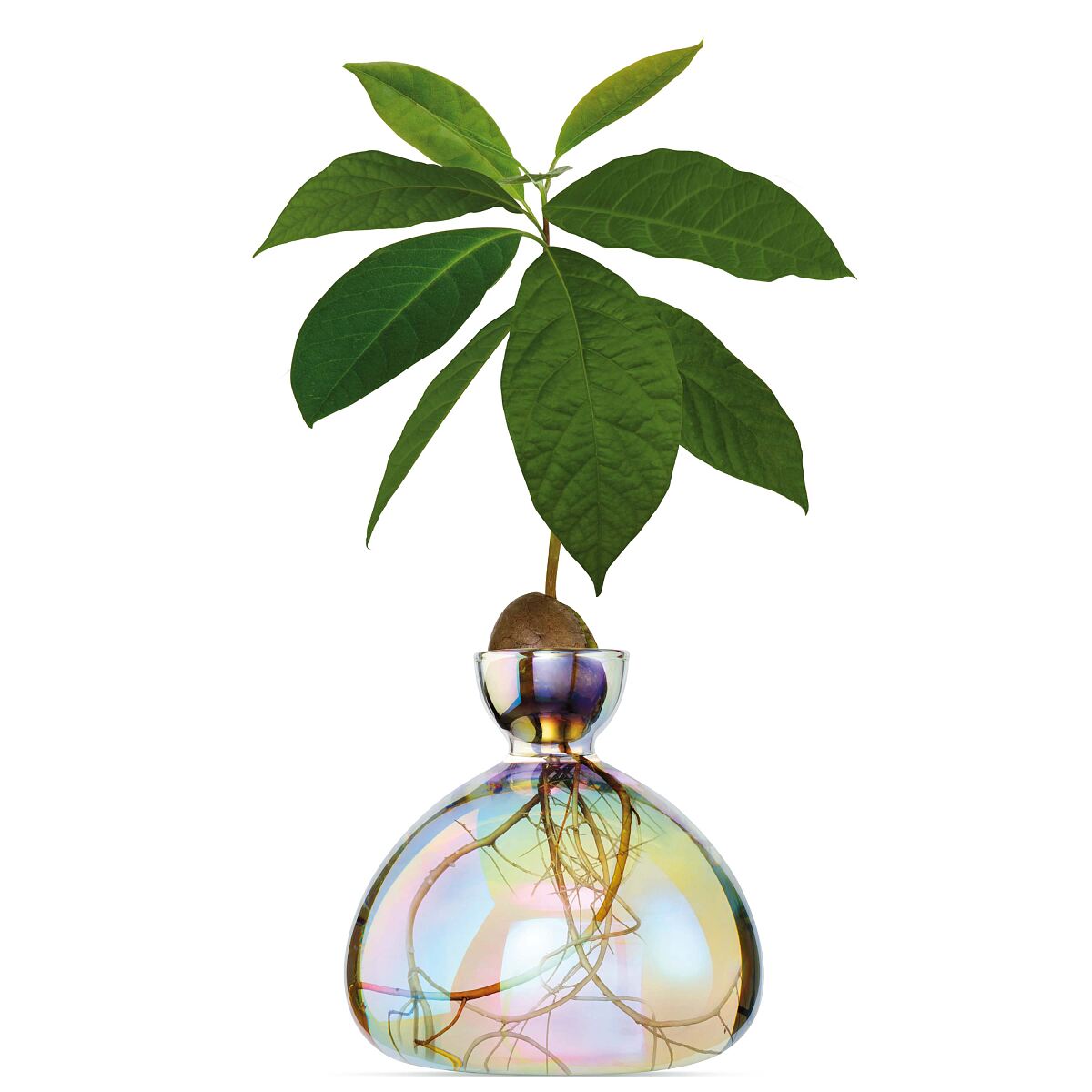 Avocado Vase ab 56,90 €