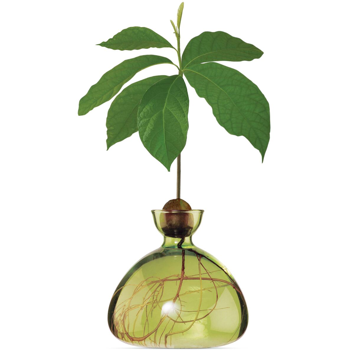 Avocado Vase ab 56,90 €