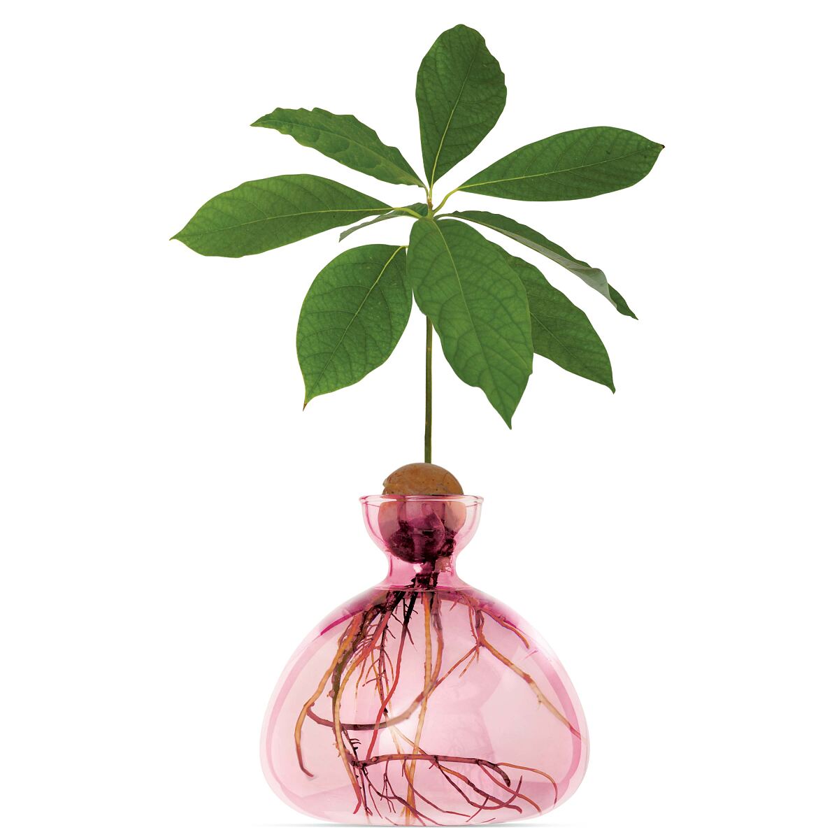 Avocado Vase ab 56,90