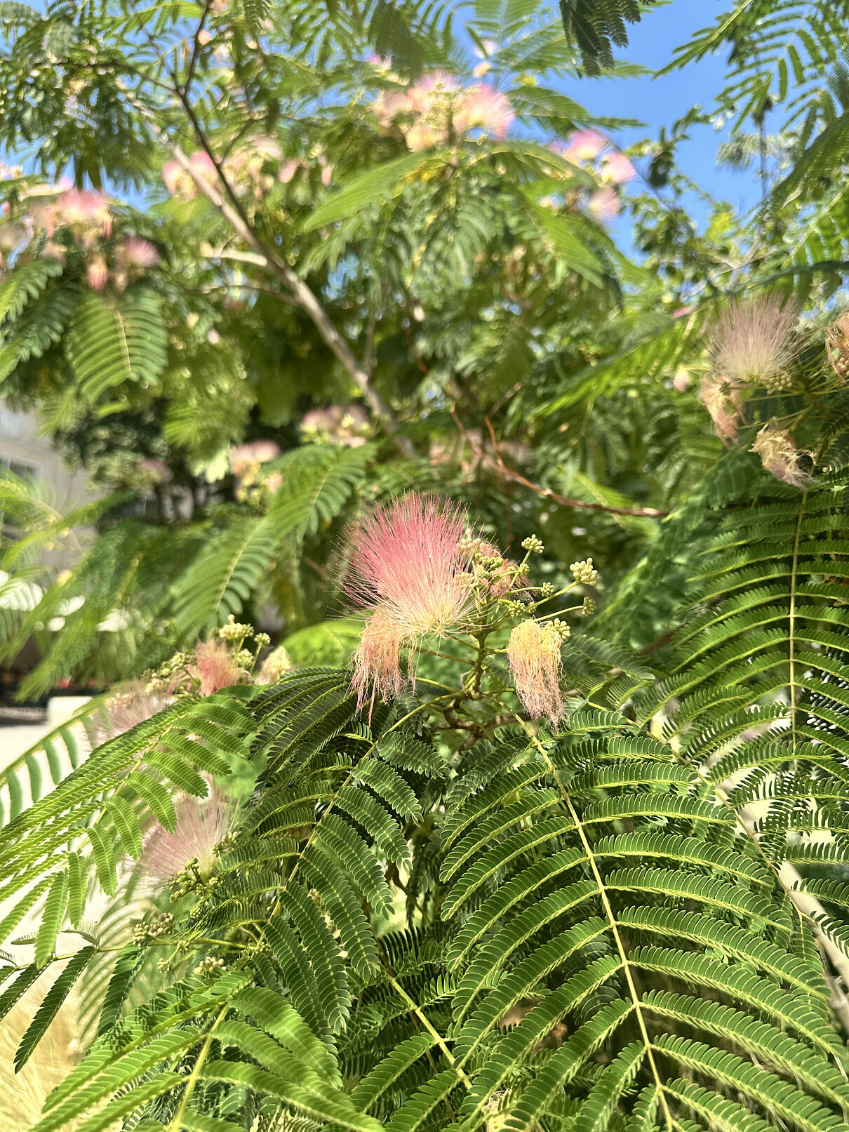 Seidenakazie in voller Blüte im MQ