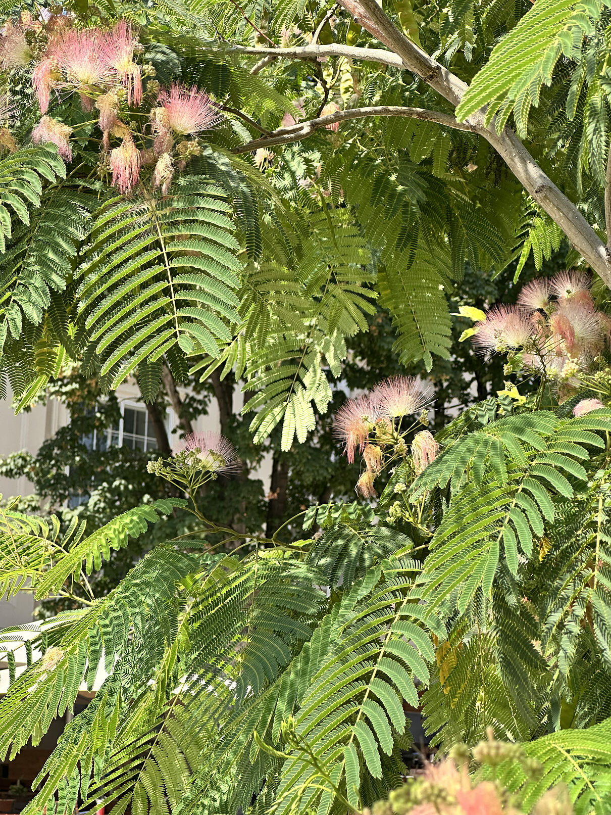 Seidenakazie in voller Blüte im MQ