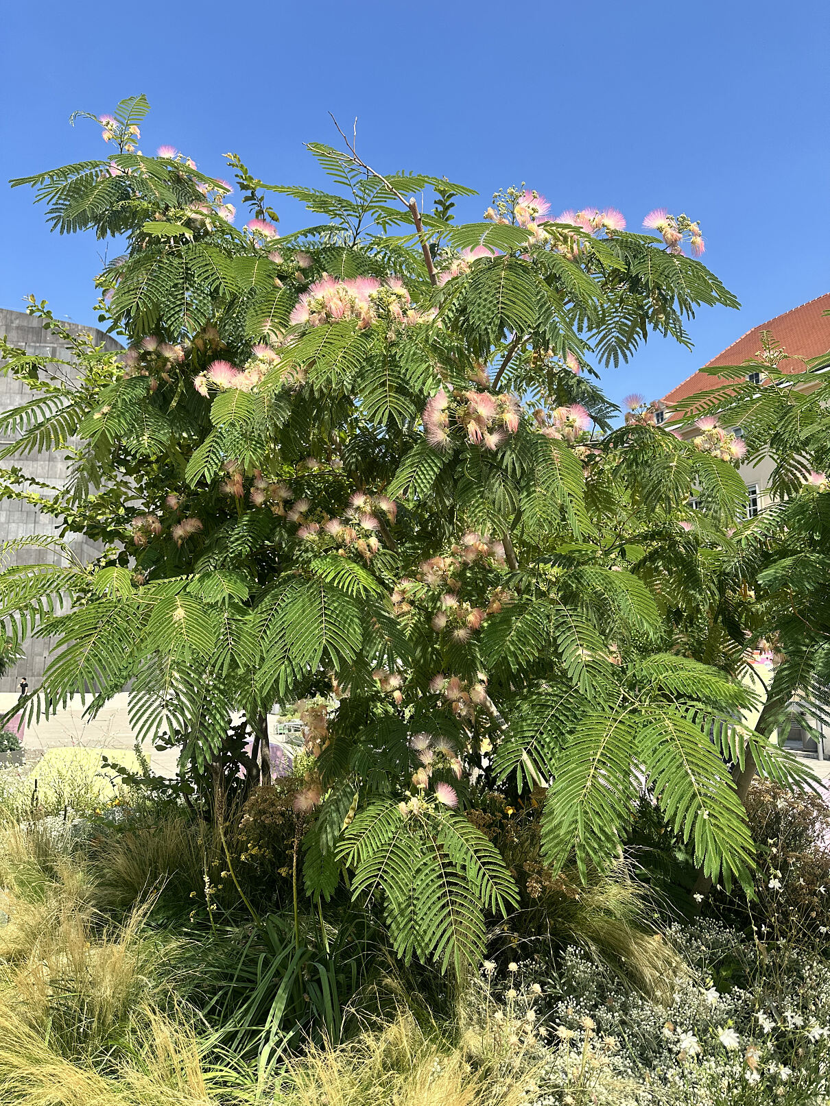 Seidenakazie in voller Blüte im MQ