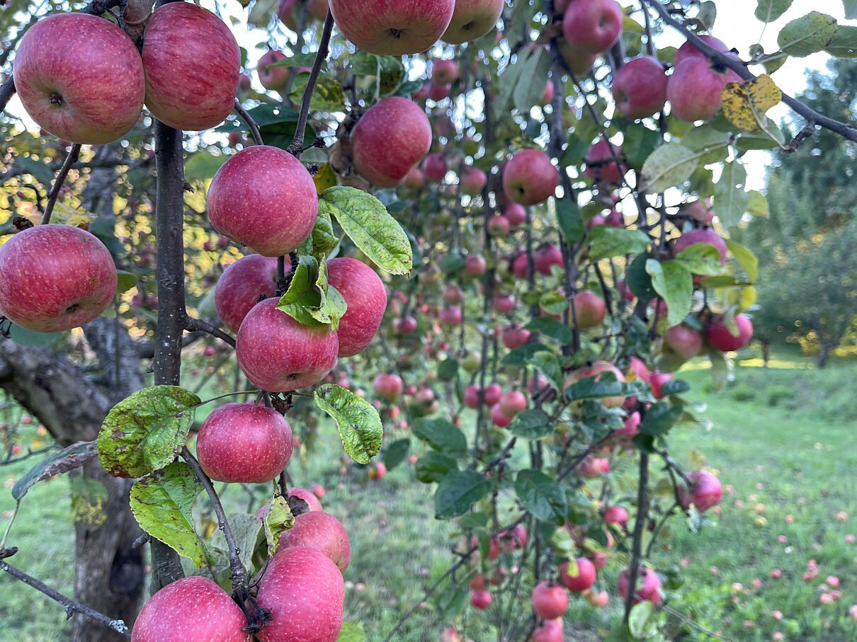 Streuobstwiese