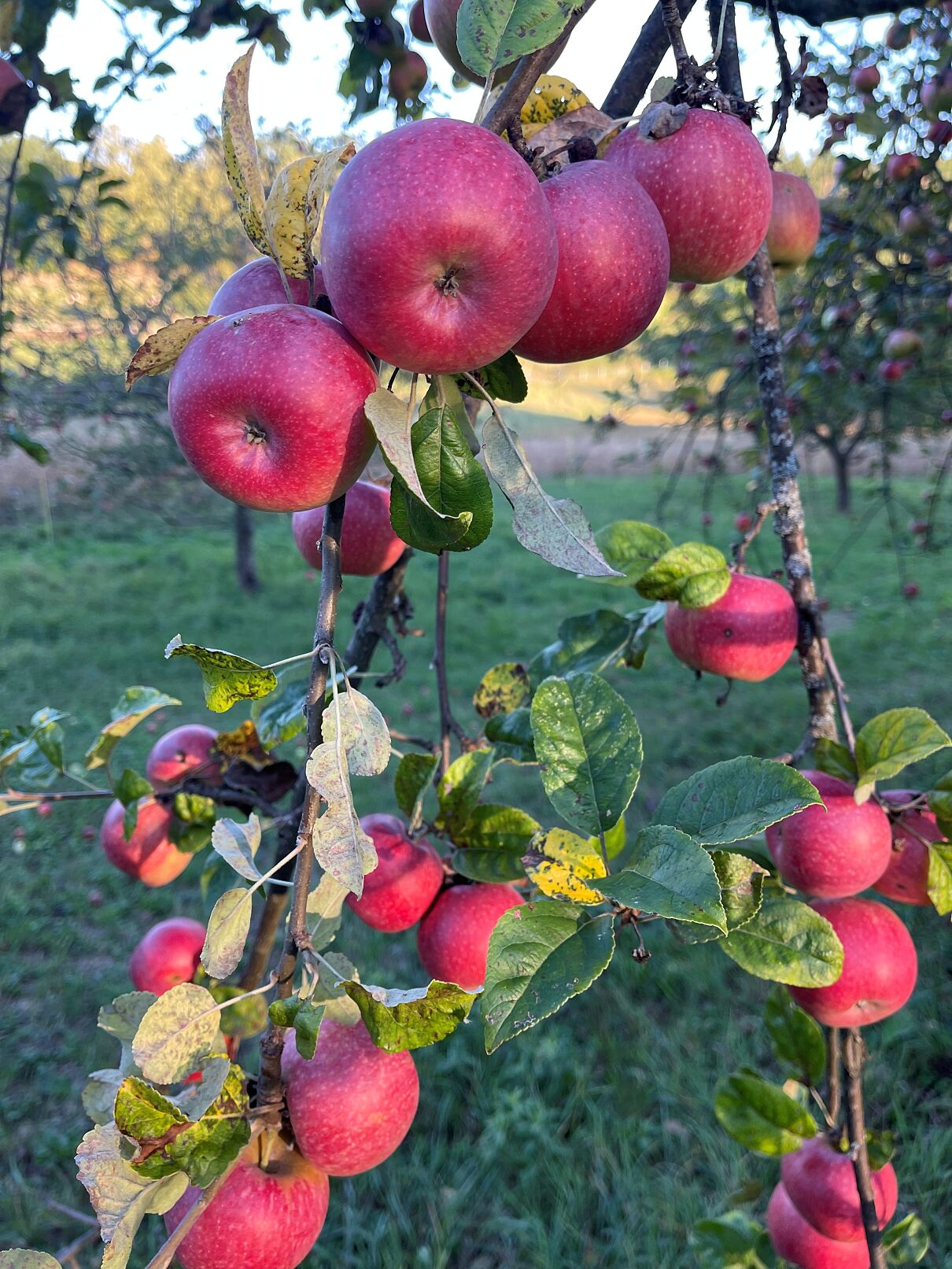 Litzelsdorfer Parmäne (2)