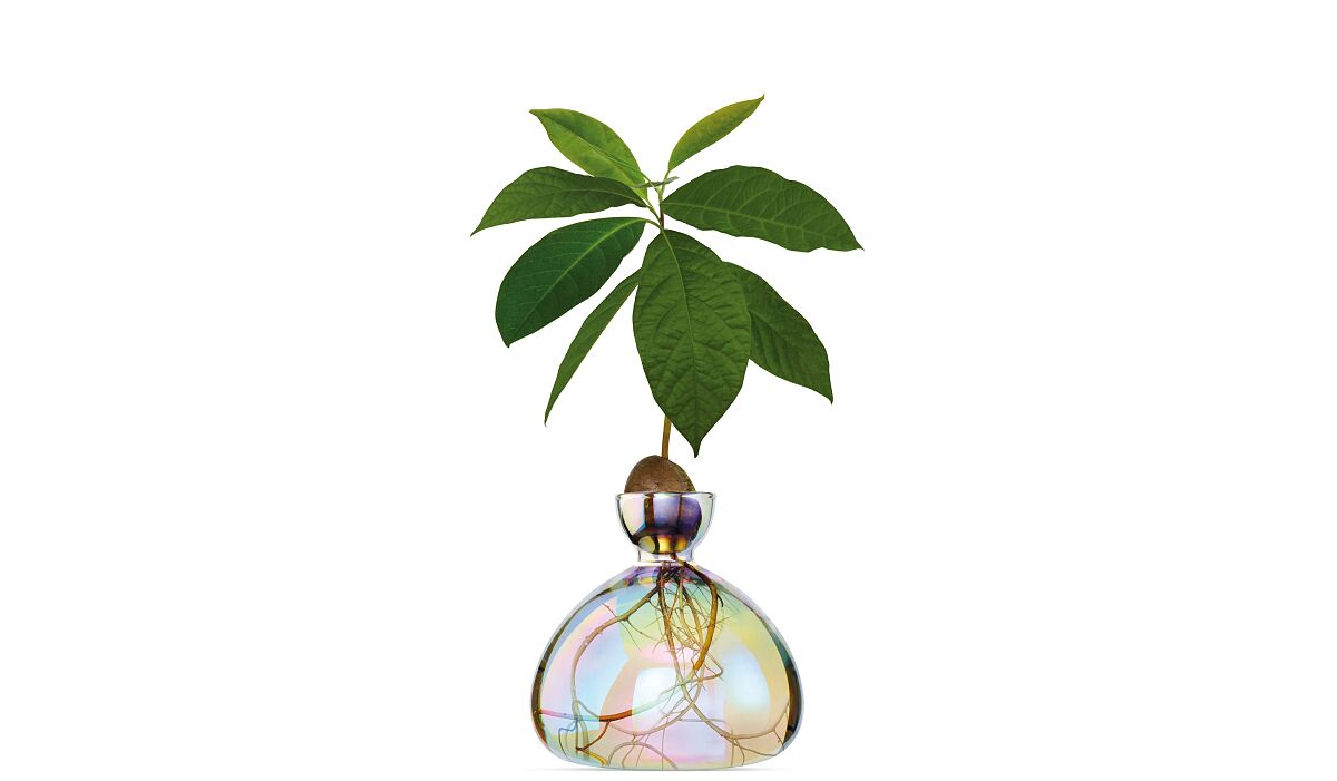 2-Cosmic_Astra_Avocado_Vase_Ilex_Studio