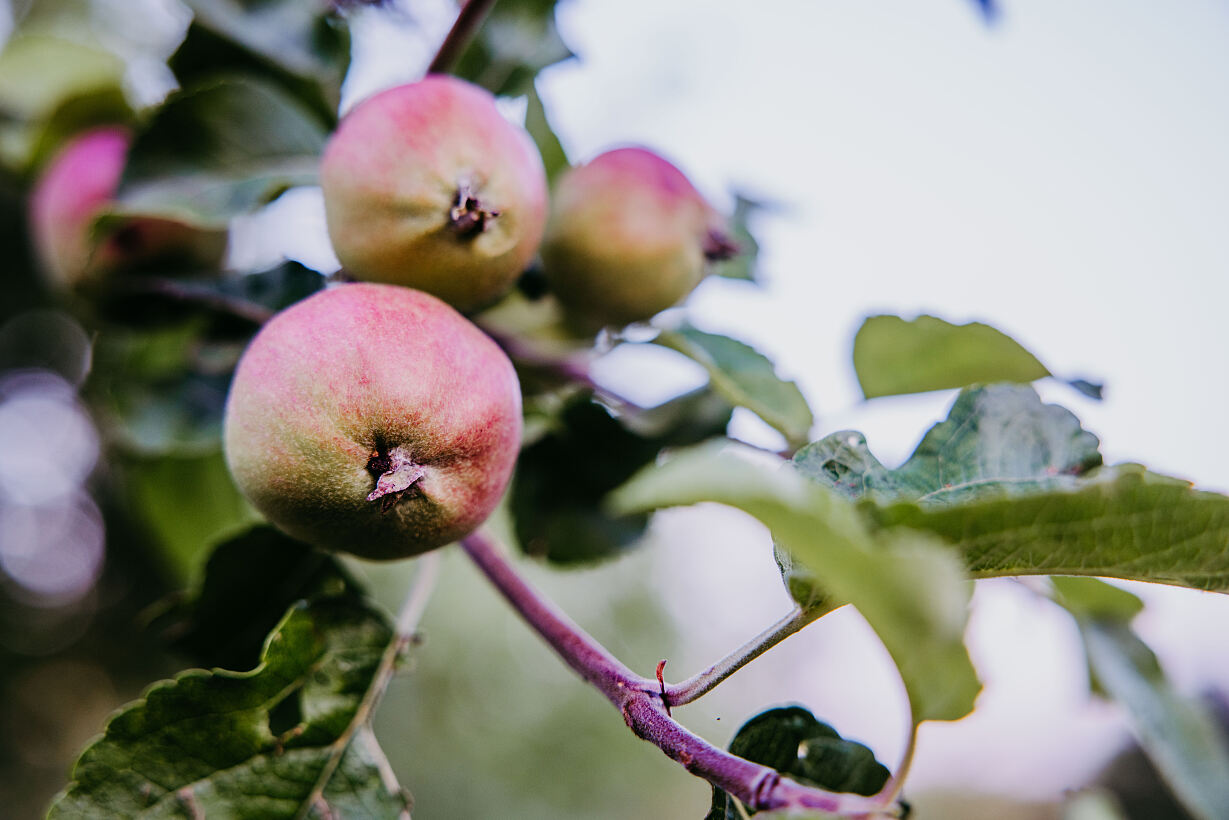 HURKAS wunderbare Streuobstwiese