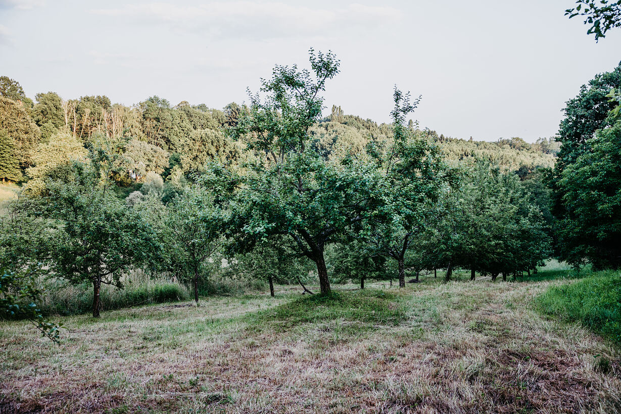 HURKAS wunderbare Streuobstwiese