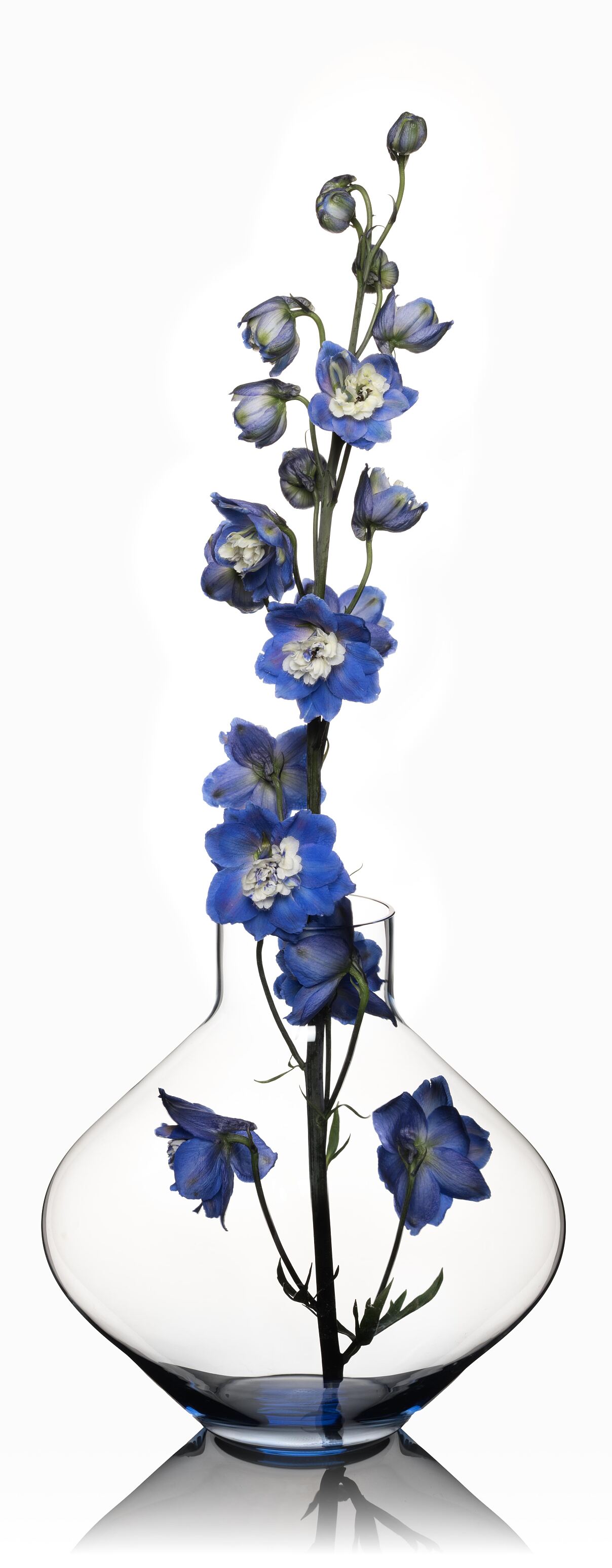 ICHIGO.Bloom No. 1 Vase & Decanter Light Blue+flowers-rittersporn